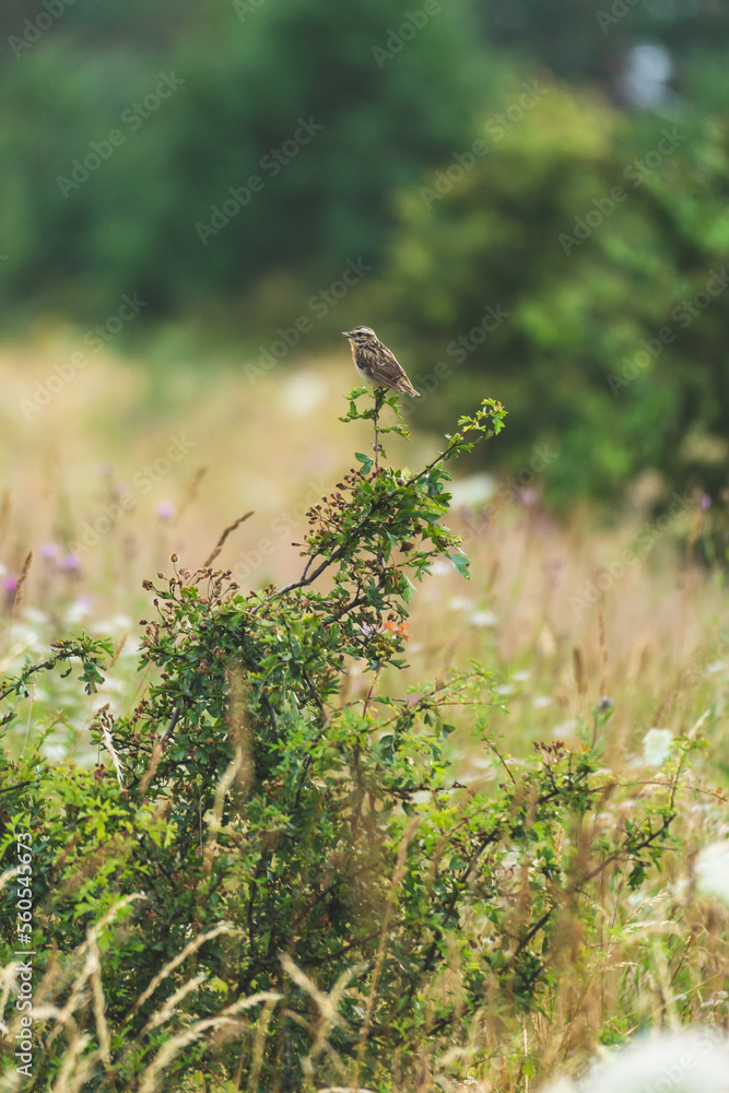 Warbler bird on the banch, field Warbler bird on the banch, field
