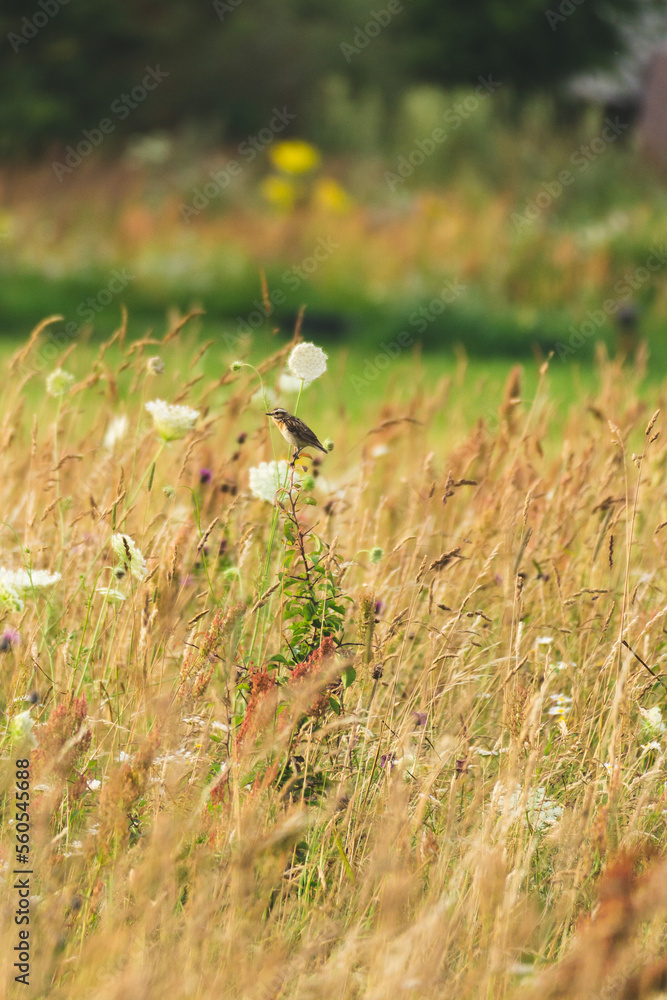 Warbler bird in the field Warbler bird in the field