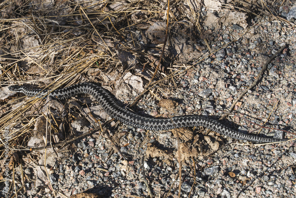 Obraz premium Viper snake in the grass