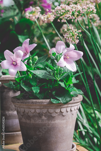 Fototapeta Naklejka Na Ścianę i Meble -  pink flower in pot
