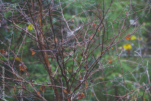 branches of a tree in autumn in the spider web