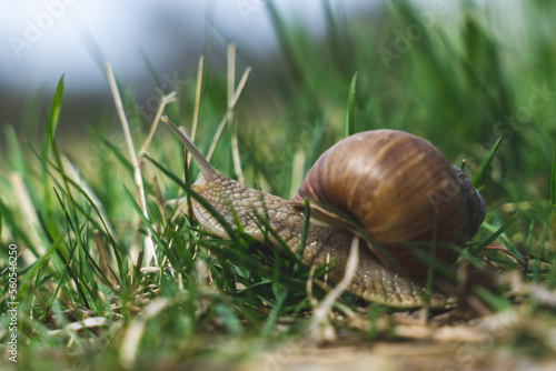 snail on grass