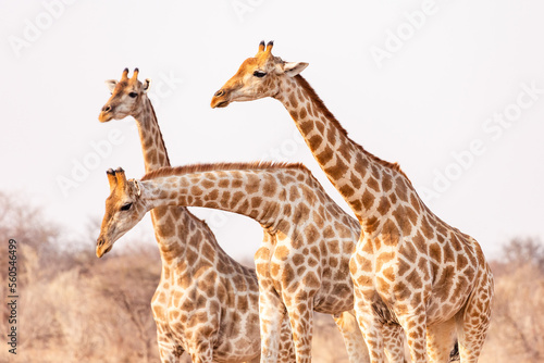 Three giraffes in profile in Etosha National Park. Namibia. African safari