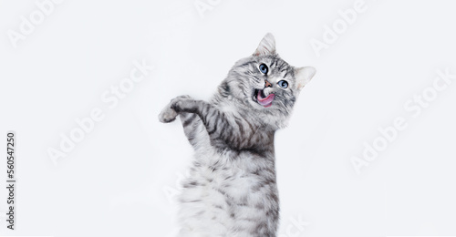 Canvas Print Portrait of jumping happy cat