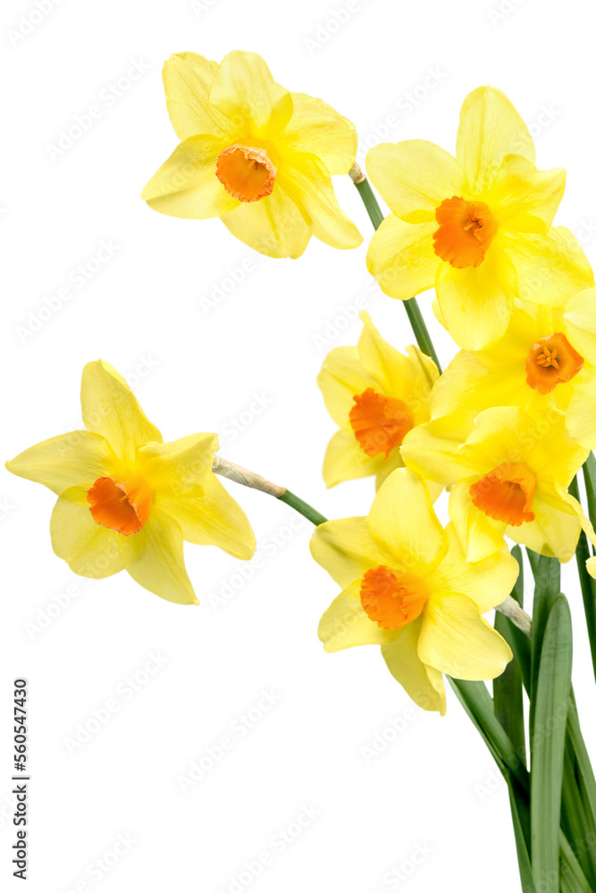 The spring cute yellow daffodils The spring cute yellow daffodils