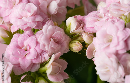 Quadro em tela de-focused floral pink background with kalanchoe flowers and buds on full frame