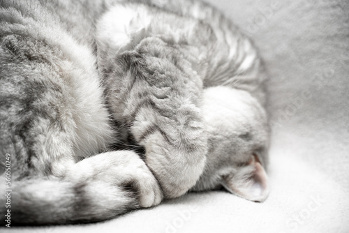 scottish straight cat is sleeping. Close-up of the muzzle of a sleeping cat with closed eyes. Against the backdrop of a light blanket. Favorite pets, cat food.