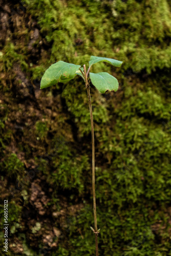 plant growing in the forest by a tree