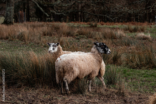 pair of sheep in the farm field