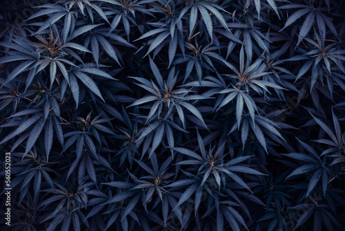 marijuana background