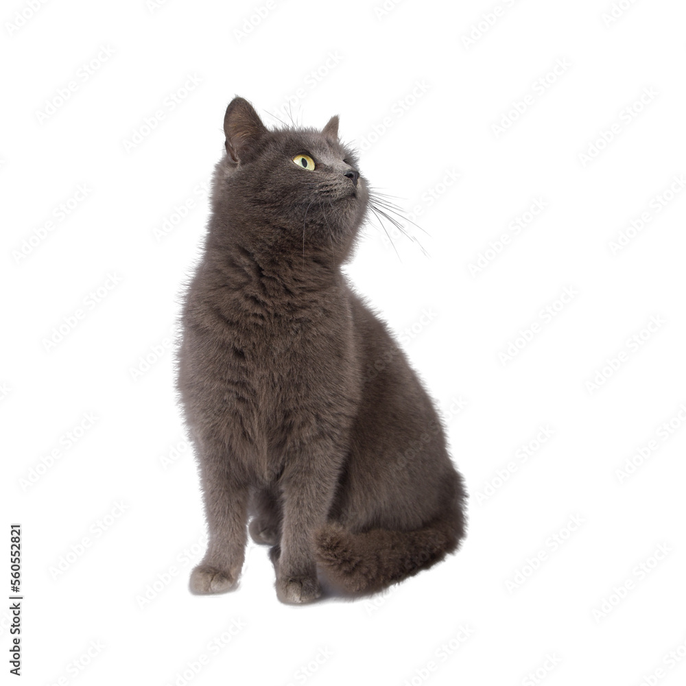 beautiful gray cat looks up, isolated on white