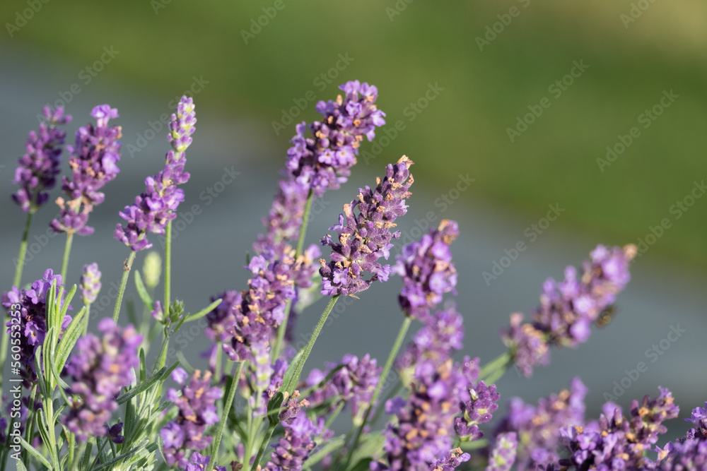 lavender flowers in the garden lavender flowers in the garden