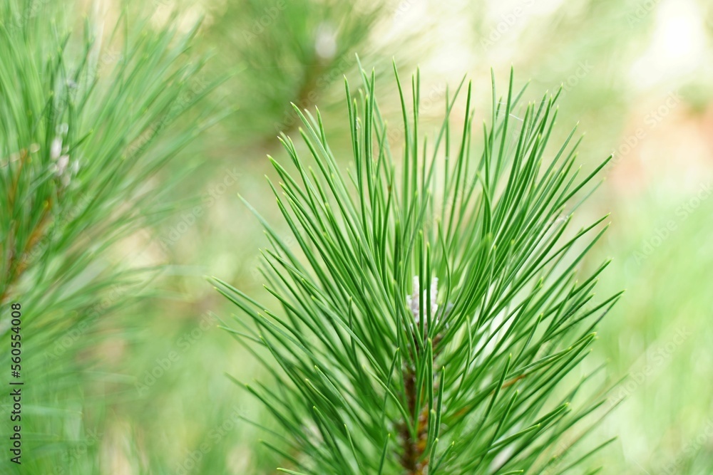 Closeup photo of green needle pine tree branch on the left side of picture. Small pine cones at the end of branches. Closeup photo of green needle pine tree branch on the left side of picture. Small pine cones at the end of branches.
