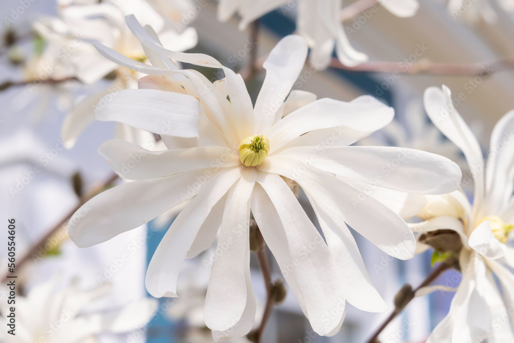 Close up of a star magnolia flower.