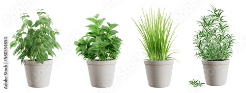 Vászonkép Set of potted green herbs isolated on transparent background: basil, mint, chives and rosemary