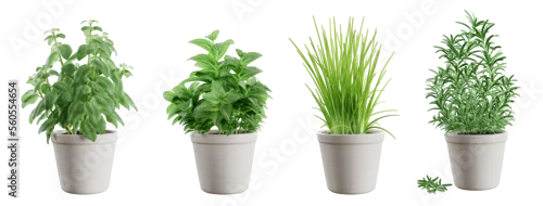 Panel kuchenny z motywem Set of potted green herbs isolated on transparent background: basil, mint, chives and rosemary. 3D render. 3D illustration.