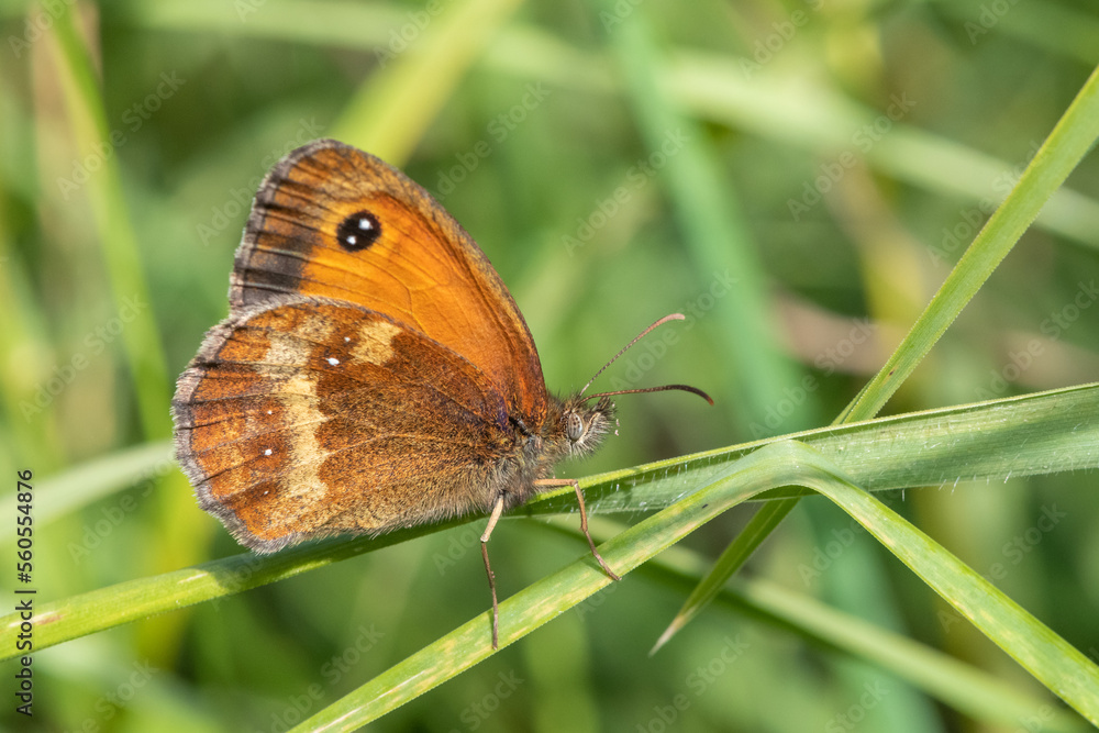 Close up of a meadow brown (maniola jurtina) butterfly Close up of a meadow brown (maniola jurtina) butterfly