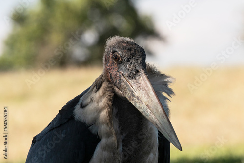 A portrait of a Marabou stork that wandered into a camp site in Tanzania.