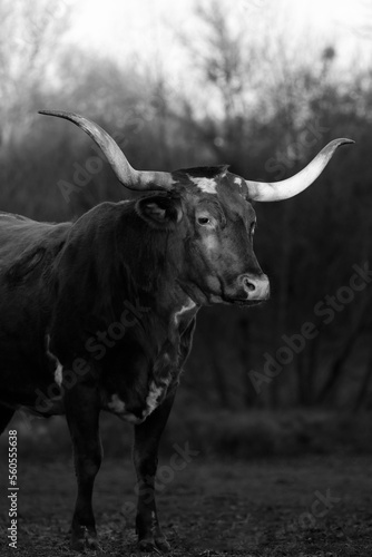 Texas country with longhorn cow in dramatic portrait black and white from vertical view.