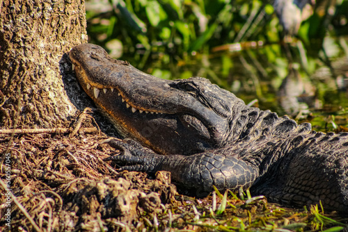 A relaxed alligator rests quietly on the curve of a tree