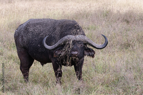 A dangerous wild buffalo stares menacingly at the camera.