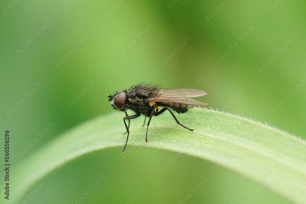 Closeup on a small Anthomyiidae fly species, sitting on a grass straw against a green blurred background Closeup on a small Anthomyiidae fly species, sitting on a grass straw against a green blurred background