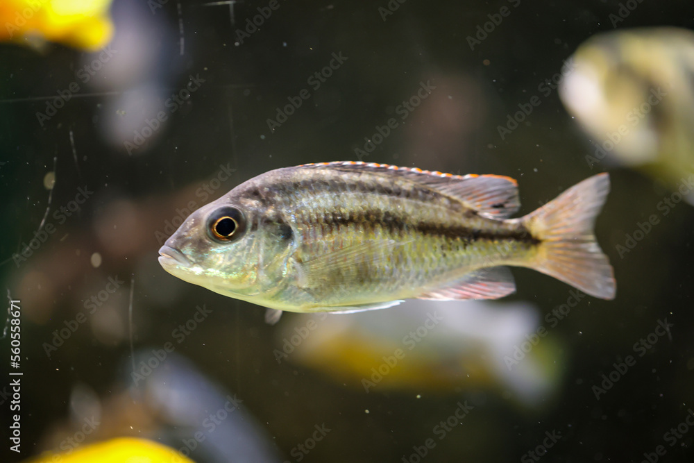 Poprtrait eines Malawi Buntbarsch, Süßwasserfisch im Aquarium. Poprtrait eines Malawi Buntbarsch, Süßwasserfisch im Aquarium.