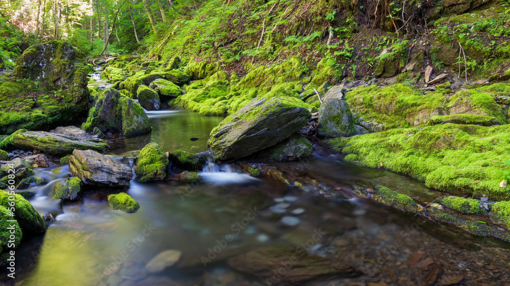 Bright green mosses along a small forest stream. Bright green mosses along a small forest stream.