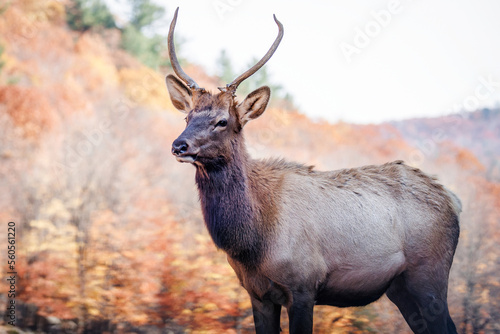 A young elk isolated against a fall foliage background autumn scene 