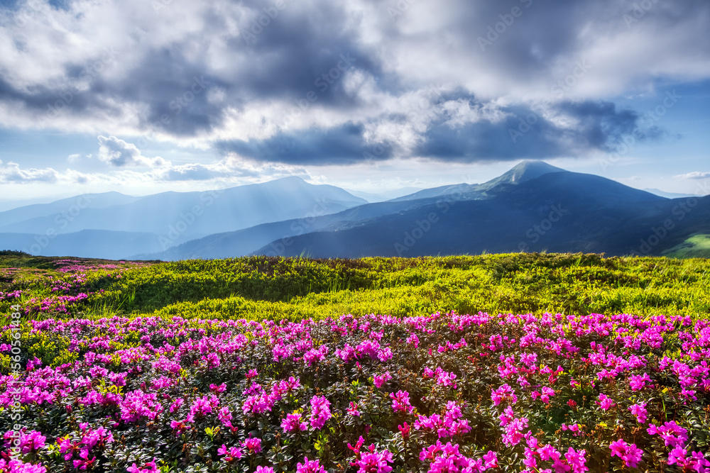 Spring landscape. Rhododendron flowers blooming on the high mountain. Location Carpathian, Ukraine, Europe. Wallpaper background. Spring landscape. Rhododendron flowers blooming on the high mountain. Location Carpathian, Ukraine, Europe. Wallpaper background.