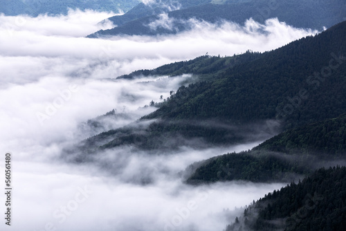 Foggy landscape with high mountains. Fields and meadow are covered with morning fog. Forest of the pine trees. Natural scenery.