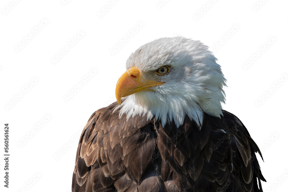Portrait of an American male Bald Eagle, isolated on white background Portrait of an American male Bald Eagle, isolated on white background