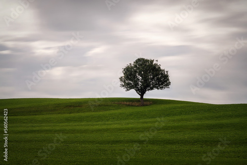 Lonely Tree on a Meadow with moving clouds