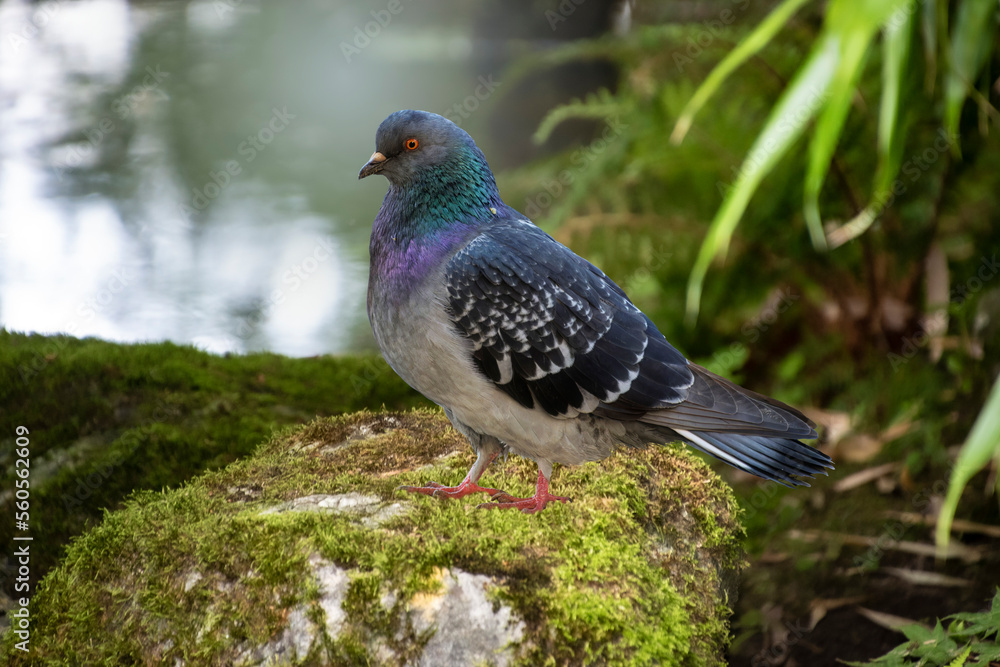 Pigeon bird in an ecological garden on natural background. Wildlife in nature. Netherlands. Pigeon bird in an ecological garden on natural background. Wildlife in nature. Netherlands.