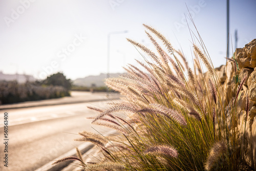 Pennisetum setaceum. Outdoor plants on the island of Malta. Cereal family