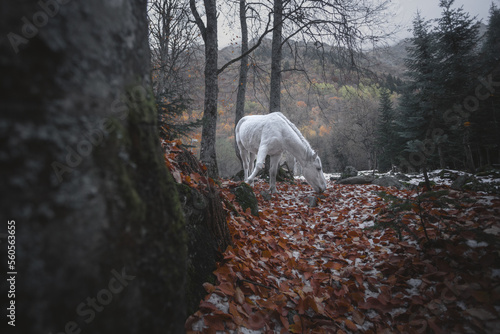 white horse in autumn mountains