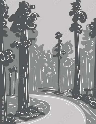 Mono line illustration of Redwood National and State Park in Northern California?s coast, United States done in monoline line drawing art style with grayscale shading.