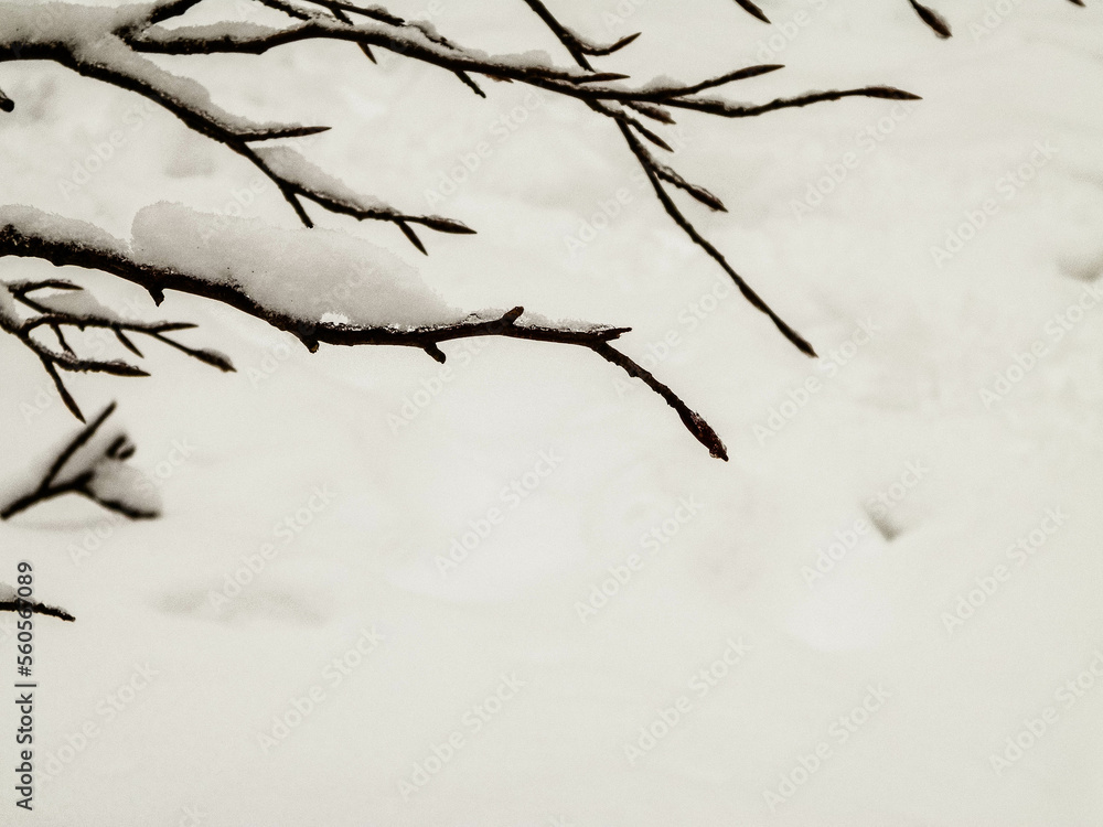 Nature background - white snow on branches.