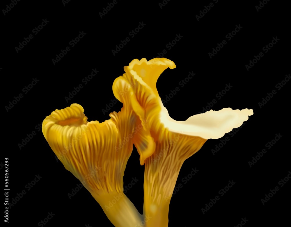 watercolor mushroom chanterelle. Realistic golden chanterelle. girolle