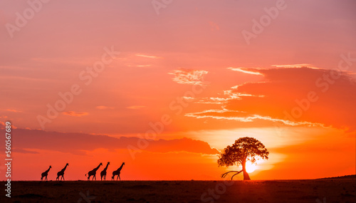Giraffe Herd at Sunset