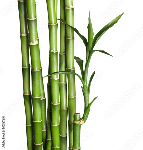 Bamboo © BillionPhotos.com