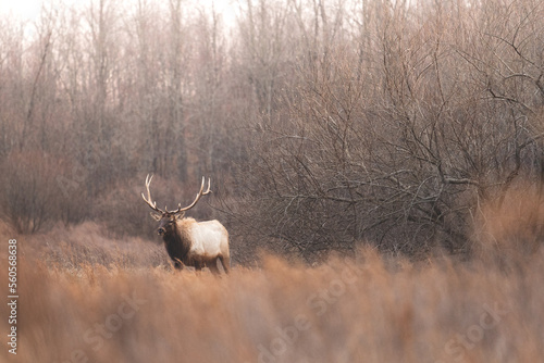 Elk in Southwestern Virginia.