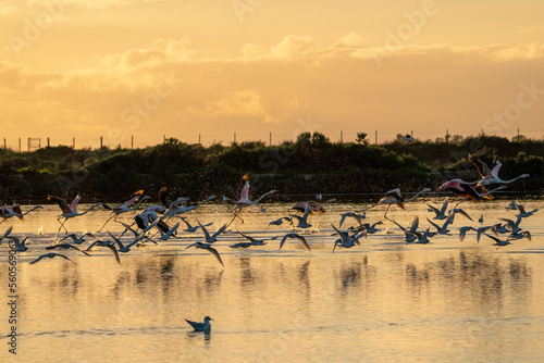 Flock of flamingo's going into the sky from the water in sunset