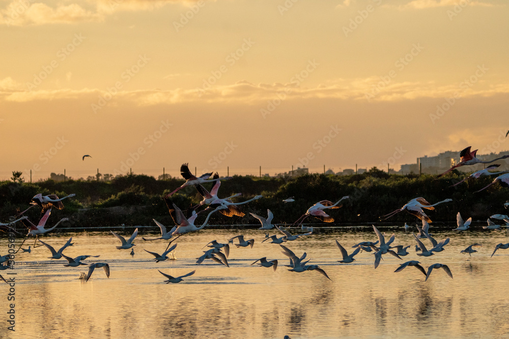 Fototapeta premium Flock of flamingo's going into the sky from the water in sunset