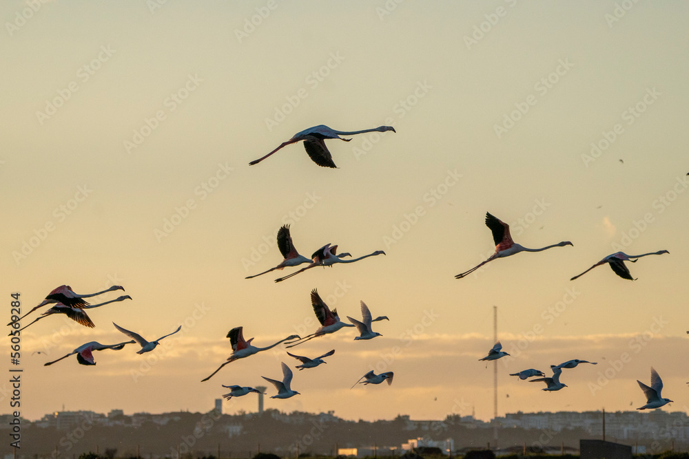 Flock of flamingo's flying in the sky during sunset 