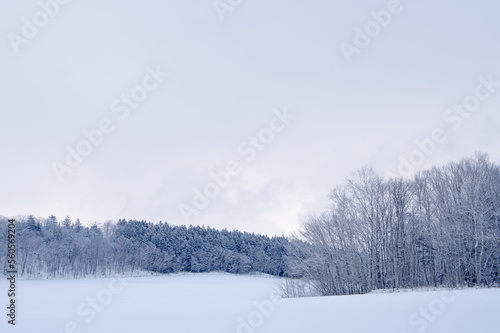 寒い冬の雪に覆われた野の霜で白くなった針葉樹の森。 © Masa Tsuchiya