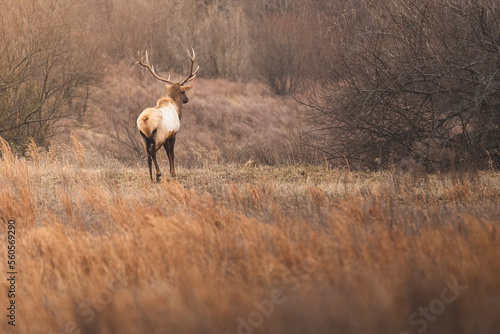Elk looking off