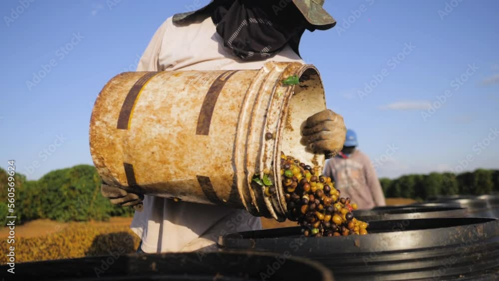 Rural producer cultivating the coffee bean, harvesting and drying process Rural producer cultivating the coffee bean, harvesting and drying process