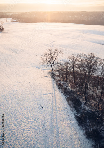 Lone trees on snowy sun-covered morning