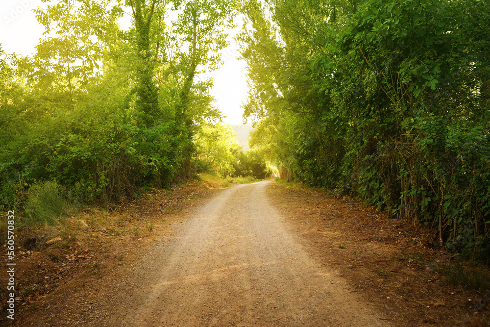 A dirt road crosses a green landscape with trees and abundant vegetation in the field
